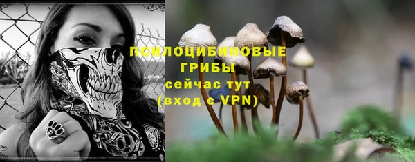 сатива Пересвет